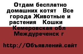 Отдам бесплатно домашних котят - Все города Животные и растения » Кошки   . Кемеровская обл.,Междуреченск г.